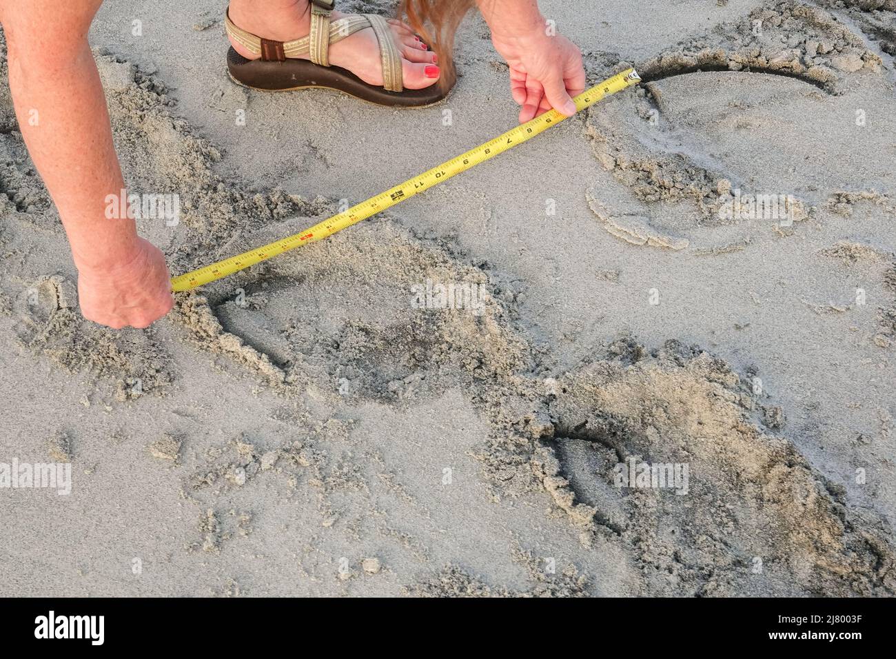 Eine Frau vom Team der Schildkröten des Department of Natural Resources misst Spuren, die im Sand von einer bedrohten Karettschildkröte hinterlassen wurden, die an Land kroch, um am 16. Mai 2021 in Isle of Palms, SC, zu nisten. Meeresschildkröten kommen in den Frühlings- und Sommermonaten nachts an Land und legen ihre Eier in Nestern in den Sanddünen entlang des Strandes. Stockfoto