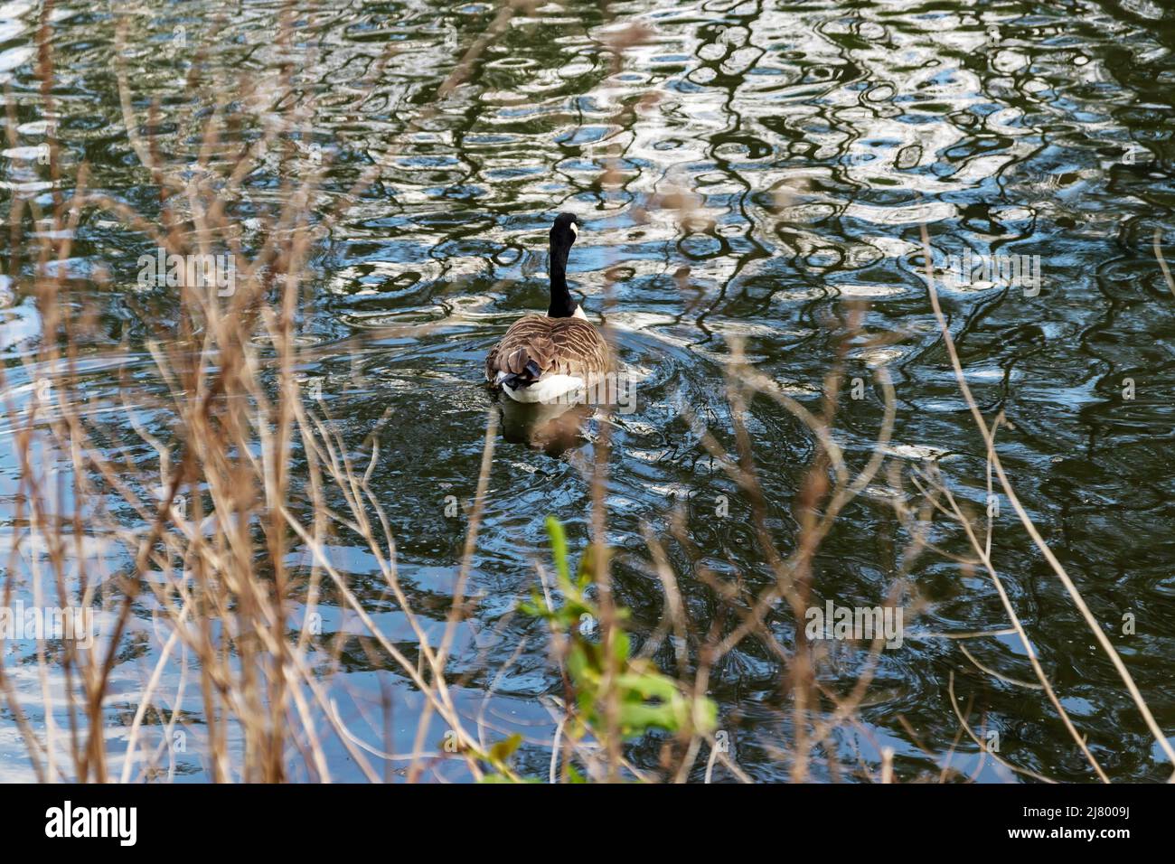 Kanadische Gans schwimmen auf dem lokalen See Stockfoto