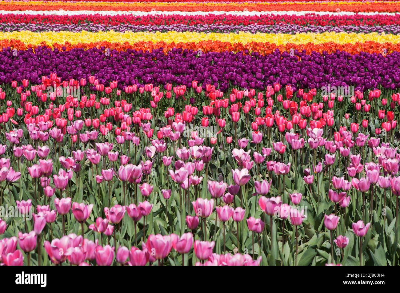 Ein buntes Feld mit hellen Tulpen (Tulipa) auf einer Blumenfarm während des Skagit Valley Tulip Festivals im Frühling. Stockfoto