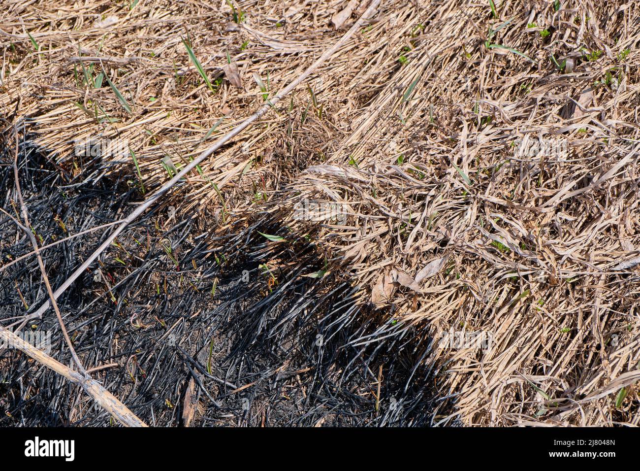 Verbrenne Gras, Erde nach einem Feuer. Stockfoto