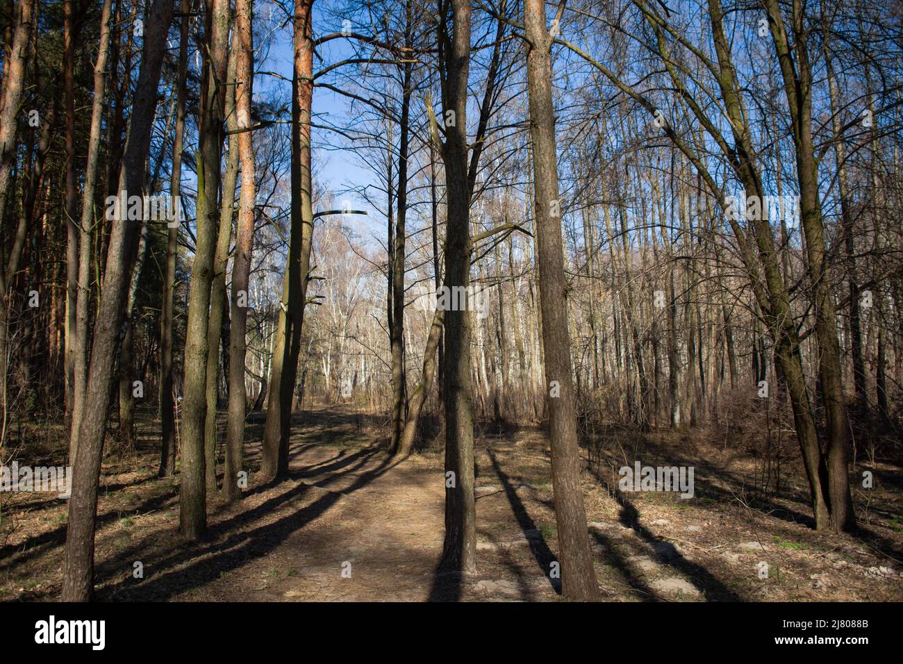 Bäume stehen als Mauer im Frühlingswald als Hintergrund Stockfoto