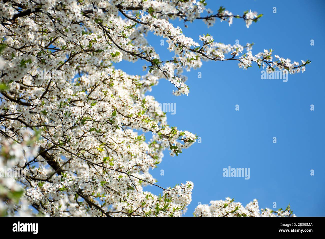 Blütezeit der Obstbäume gegen den blauen Himmel Stockfoto