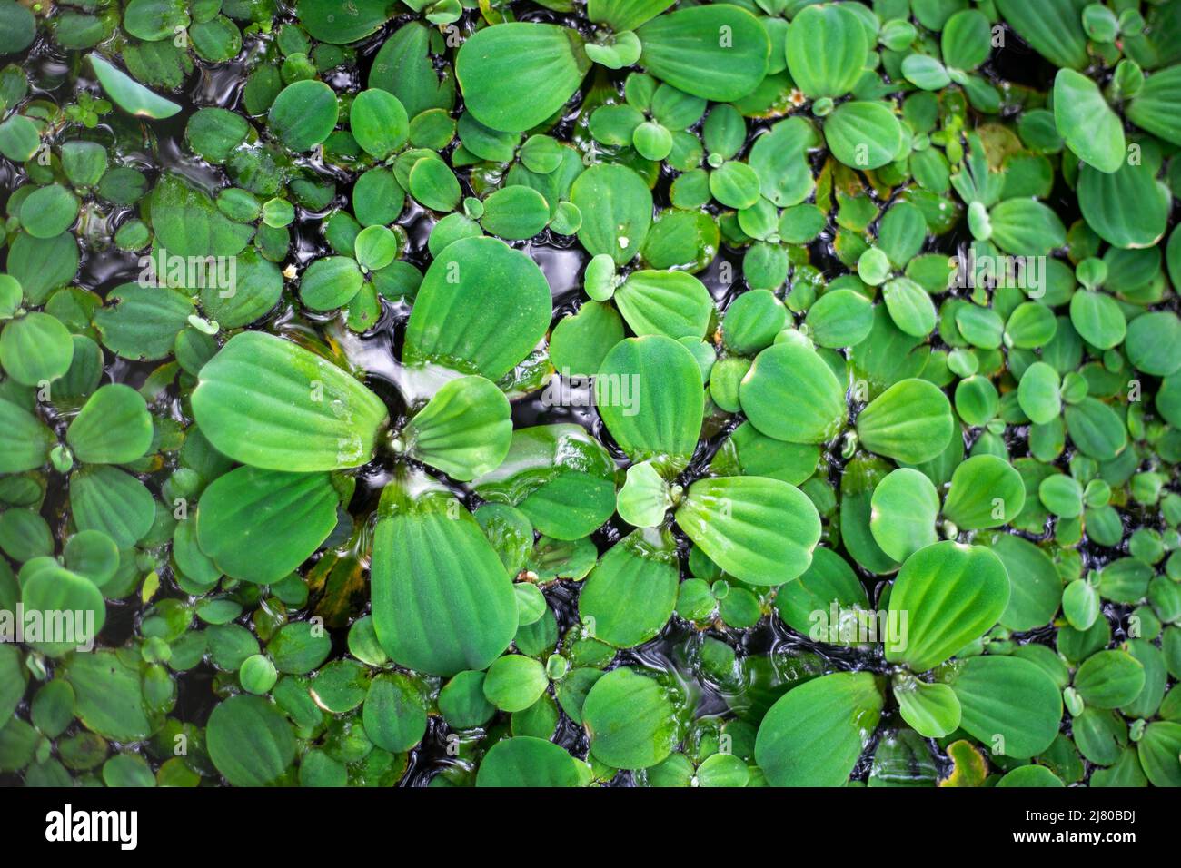 Aquatische grüne Pflanze mit kleinen dicken Blättern. Floraler Hintergrund. Stockfoto