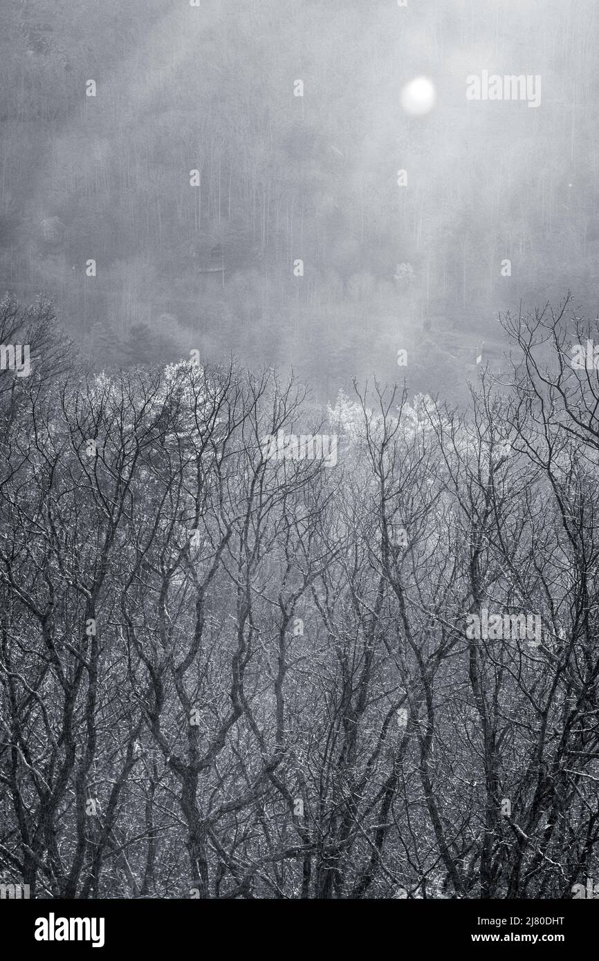 Sonnenlicht durch Nebel erzeugt Linseneruptionen und verträumte Murkiness am Tanbark Ridge Overlook auf dem Blue Ridge Parkway in Asheville, NC, USA Stockfoto