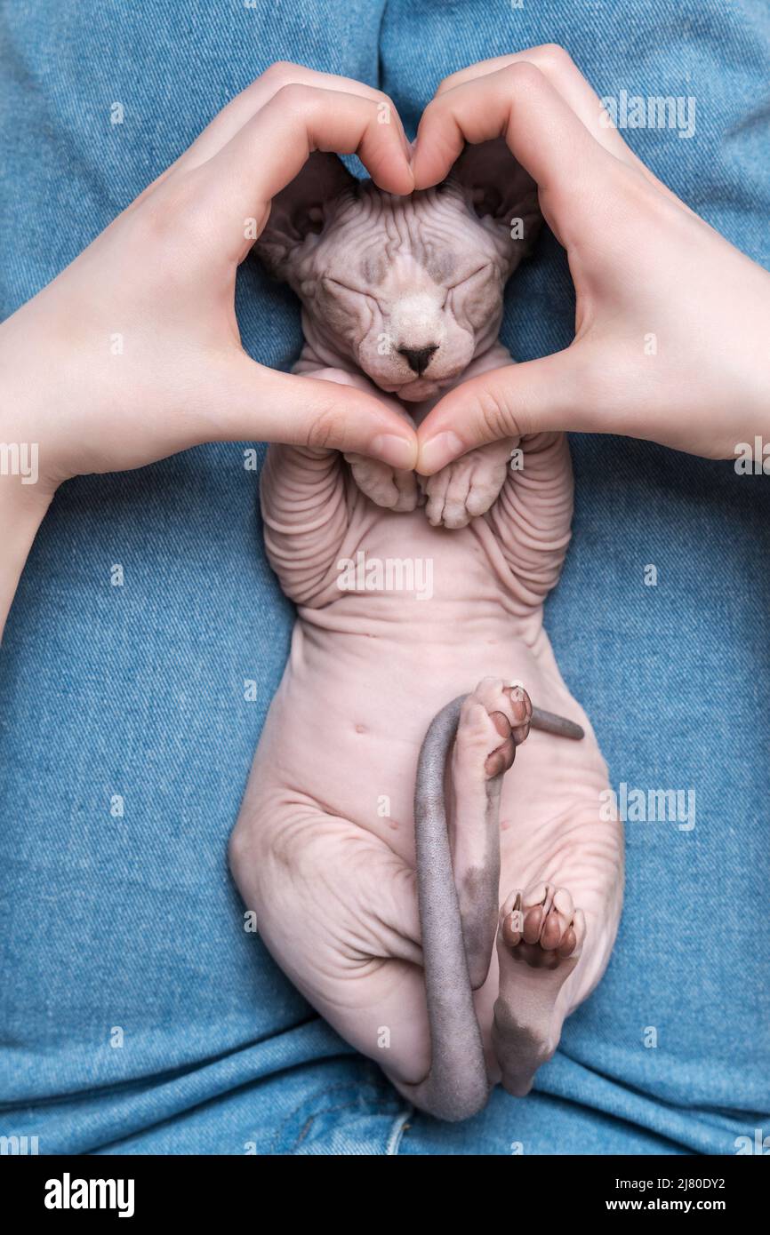 Zwei weibliche Hände, die Zeichen Herz für Finger vor der Schnauze des schlafenden Kätzchens Canadian Sphynx Cat auf dem Rücken auf blaue Jeans liegen. Stockfoto