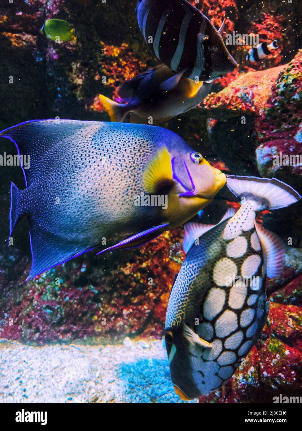 Nahaufnahme von tropischen Fischen, die in einem Aquarium schwimmen Stockfoto