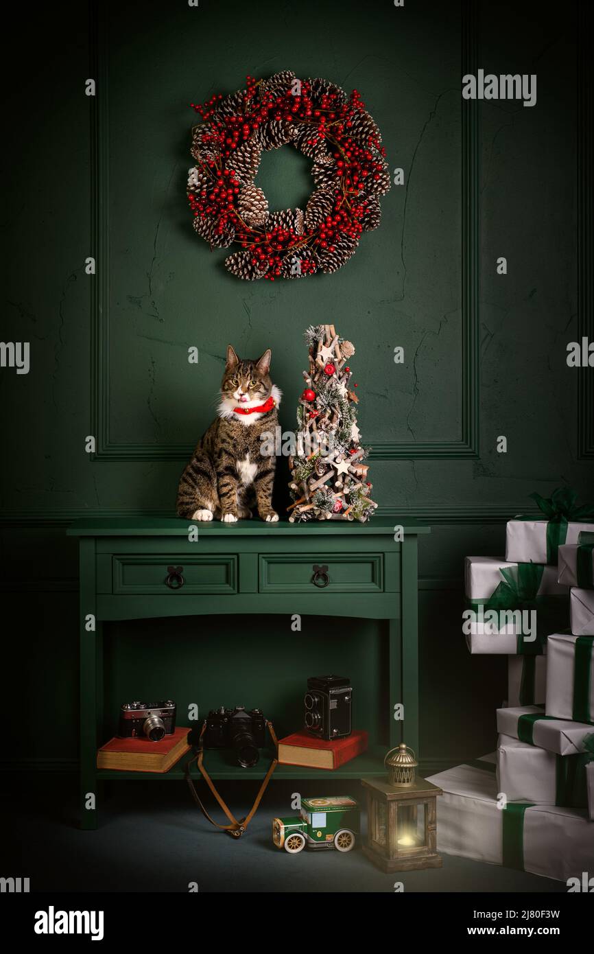 Eine Katze mit Tabby sitzt auf einem Sideboard neben Weihnachtsdekorationen Stockfoto