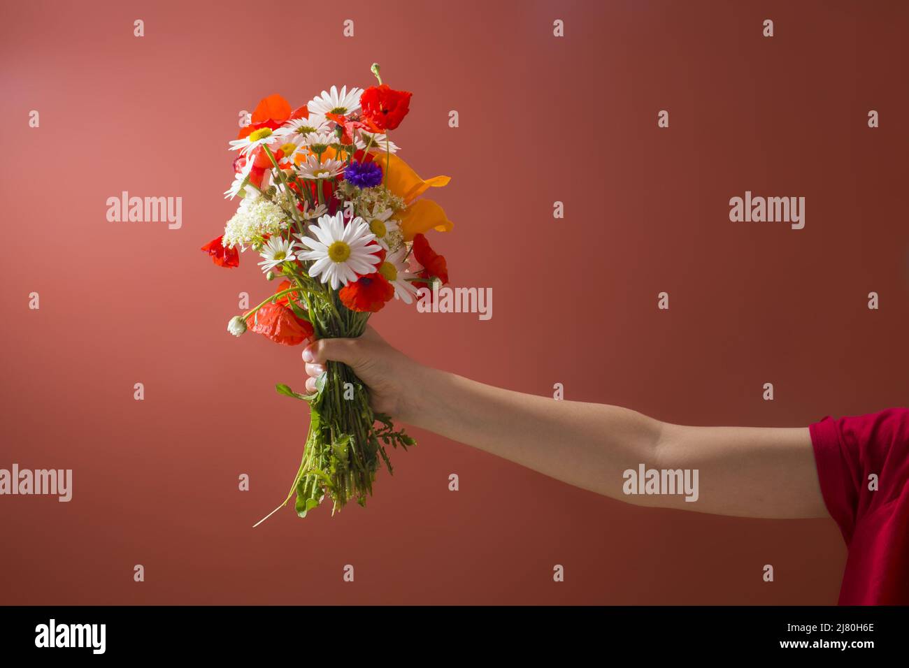 Halten Sie das Bouquet von Wildblumen, korallenfarbenen Hintergrund Stockfoto