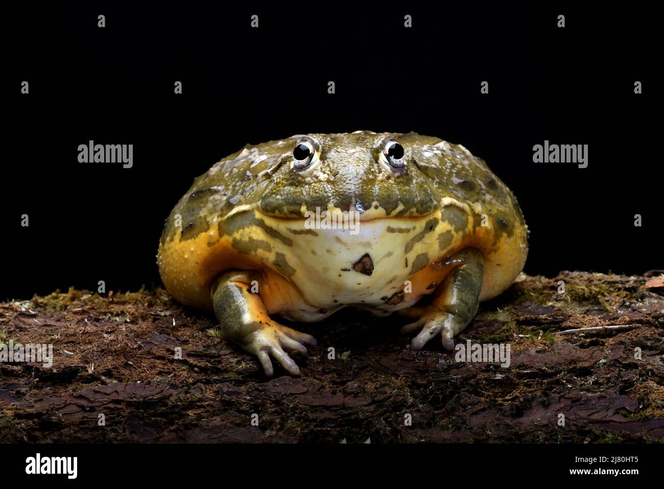 Porträt eines afrikanischen Bullfrosches auf Holz, Indonesien Stockfoto