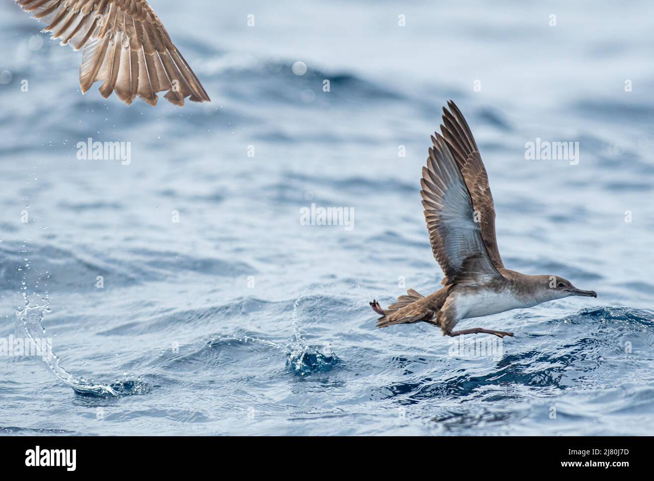 Ein balearischer Shearwater (Puffinus mauretanicus) im Mittelmeer Stockfoto