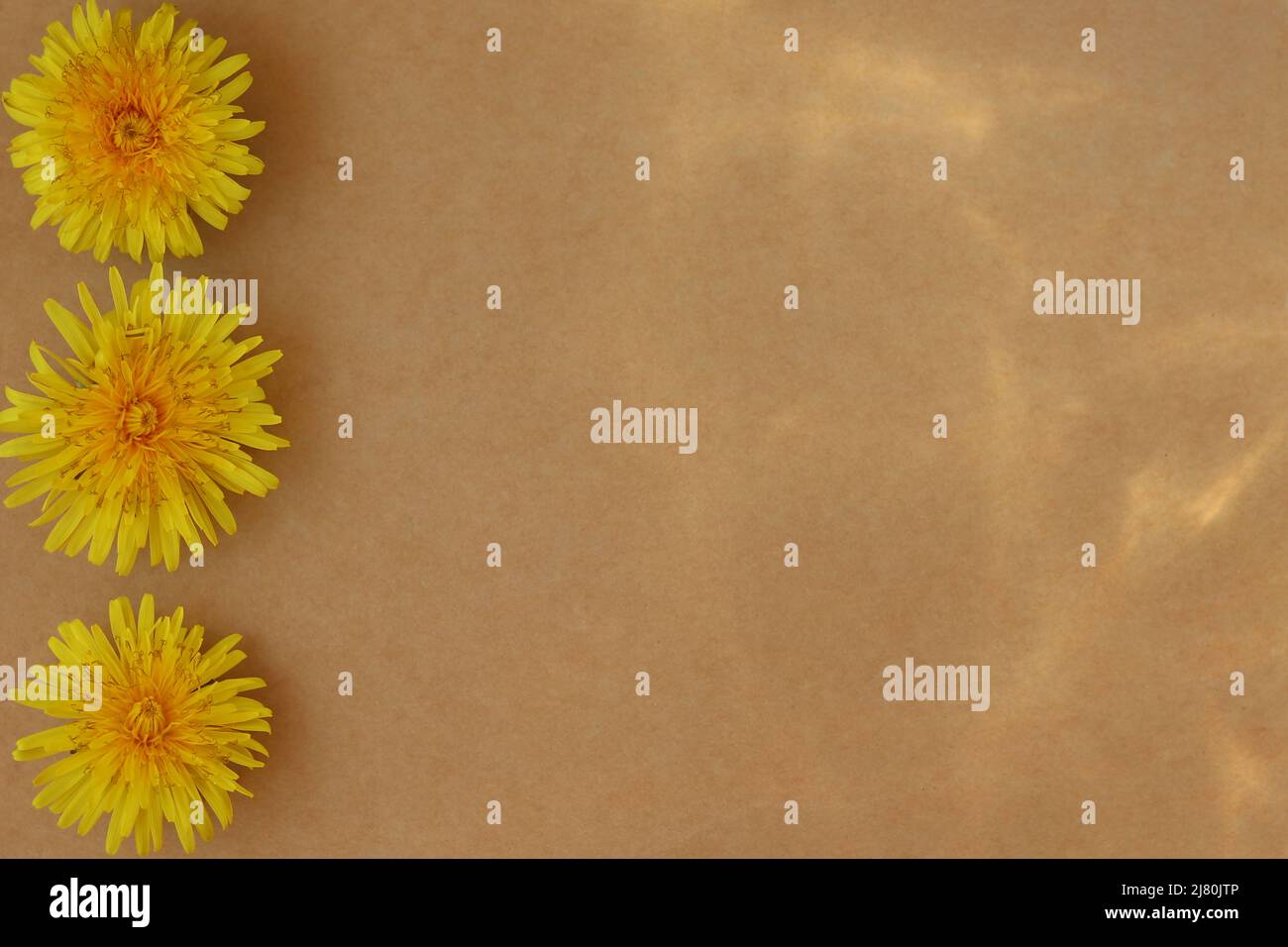 Hintergrund aus altem Papier mit Sonnenblendung und gelben Dandelion-Blüten. Stockfoto