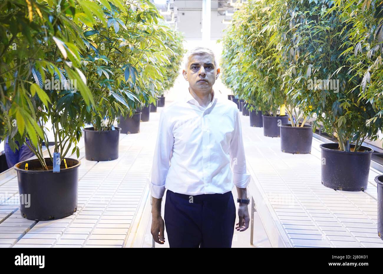 Der Bürgermeister von London Sadiq Khan bei Traditional, einem lizenzierten Cannabisanbauunternehmen in Los Angeles, während eines Besuchs in den USA, um die Londoner Tourismusindustrie anzukurbeln. Bilddatum: Mittwoch, 11. Mai 2022. Stockfoto