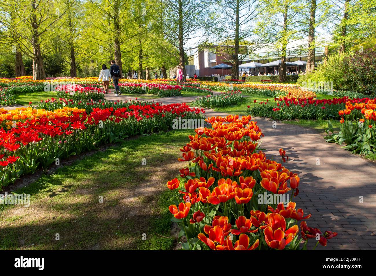 Der Keukenhof Park, auch bekannt als der Garten Europas, ist einer der größten Blumengärten der Welt und liegt in der Gemeinde Lisse in den Niederlanden Stockfoto