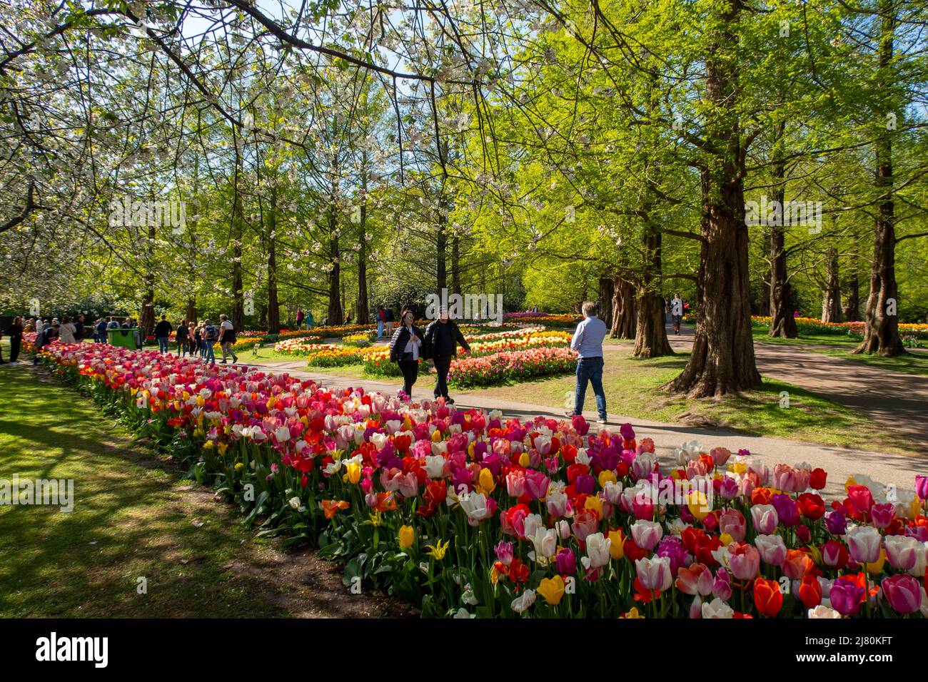 Der Keukenhof-Park, auch Garten Europas genannt, ist einer der größten Blumengärten der Welt und liegt in der Gemeinde Lisse im Niederen Stockfoto