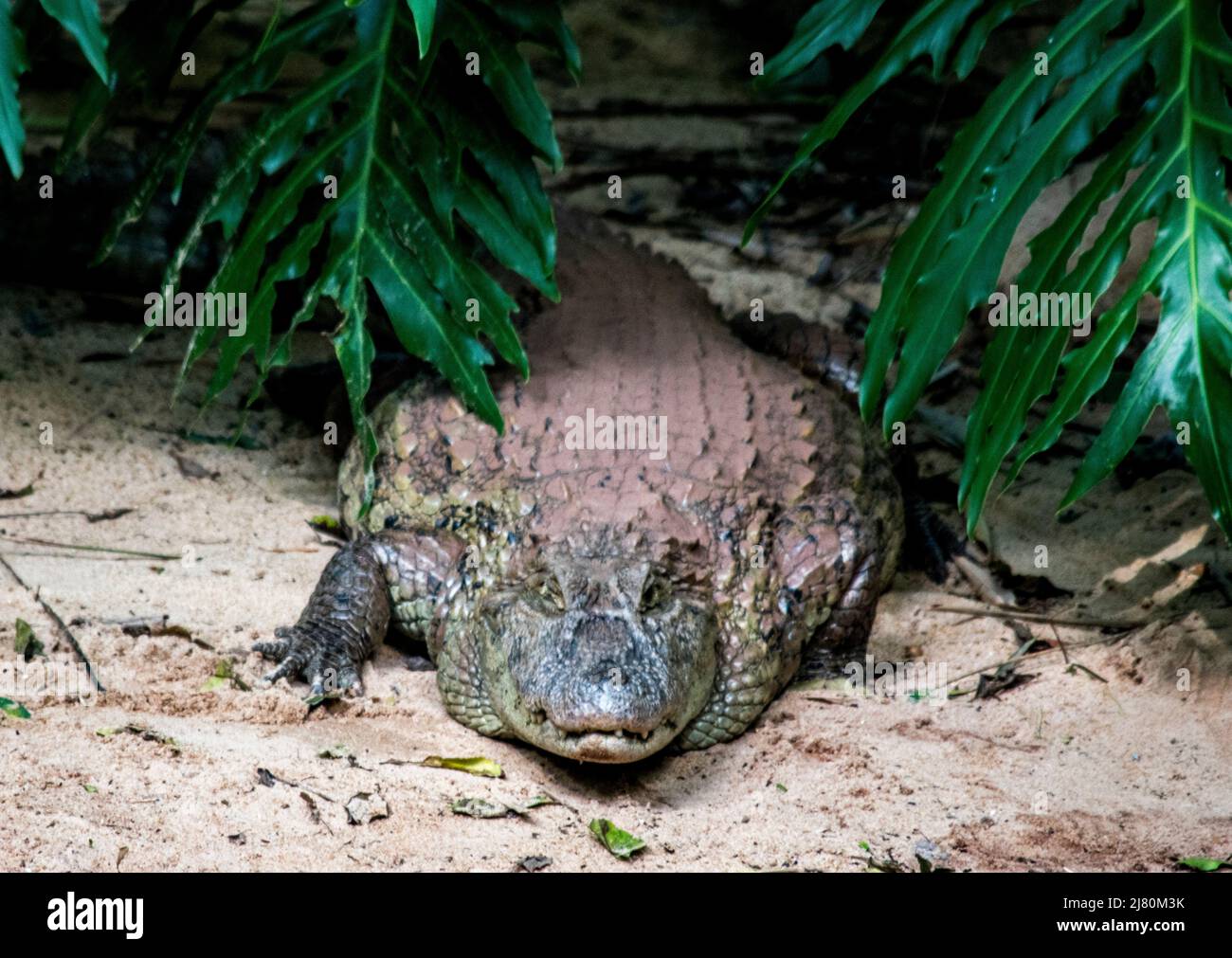 Krokodil im Vogelpark Foz Iguzu Stockfoto