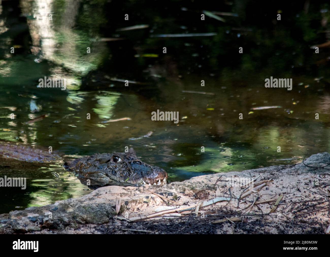 Krokodil im Vogelpark Foz Iguzu Stockfoto