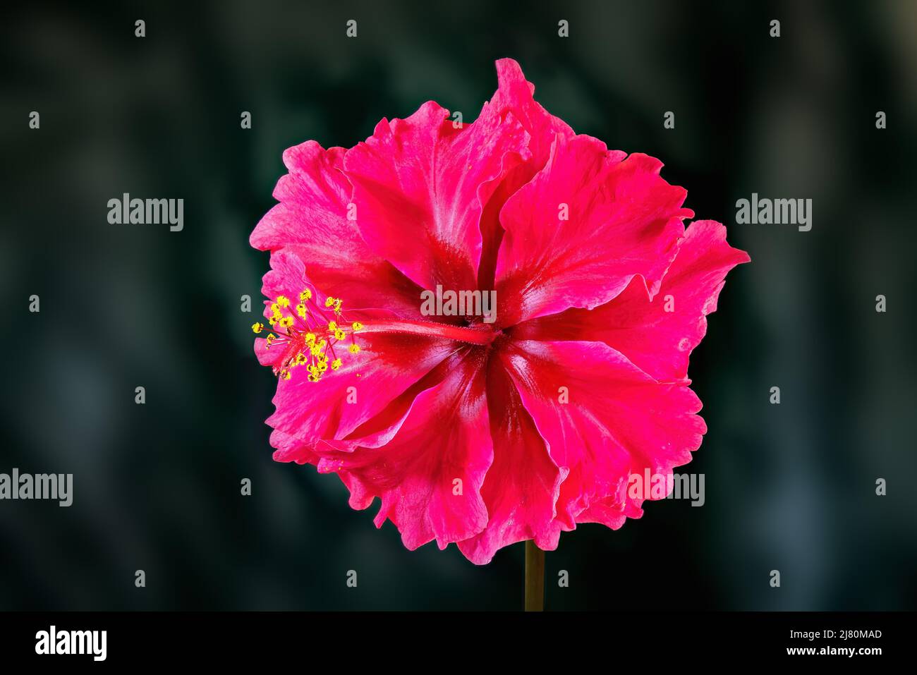 Hibiscus rosa-sinensis, umgangssprachlich als chinesischer Hibiskus, Chinarose, Hawaiiiischer Hibiskus, Rosenmalbe und Schwarzenpflanze bekannt, ist eine tropische Art Stockfoto