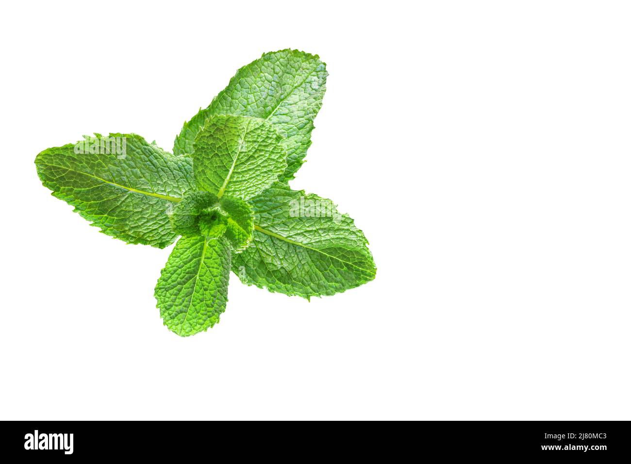Mentha spicata auch als Spearmint, Garten, gemeine oder Lamm Minze und Makrele Minze bekannt, ist eine Art von Minze, . Isoliert auf weißem Hintergrund mit Leerzeichen Stockfoto