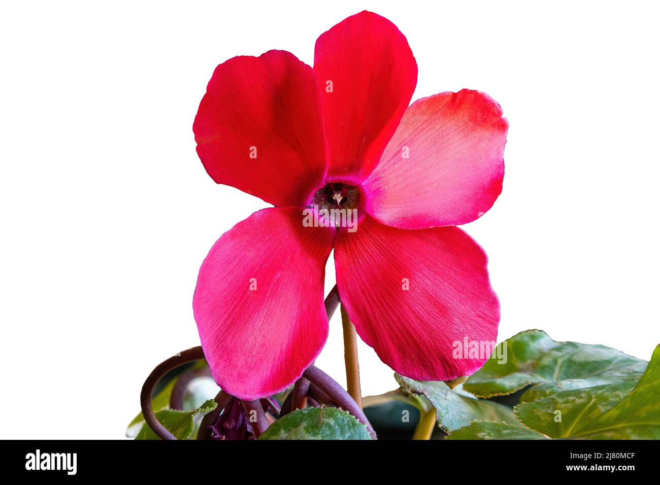 Die rote Blume der Cyclamen persicum-Mühle, Alpinviolett oder das persische Cyclamen, ist eine aus einer Knolle wachsende, blühende krautige Staudenpflanze Stockfoto