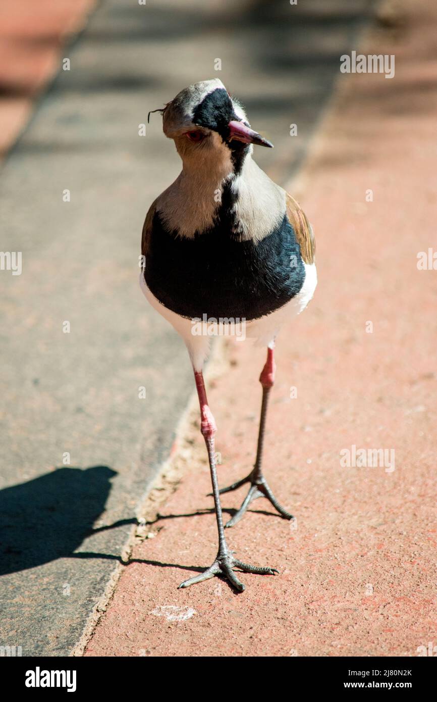 Nahaufnahme eines Vanellus chilensis Stockfoto