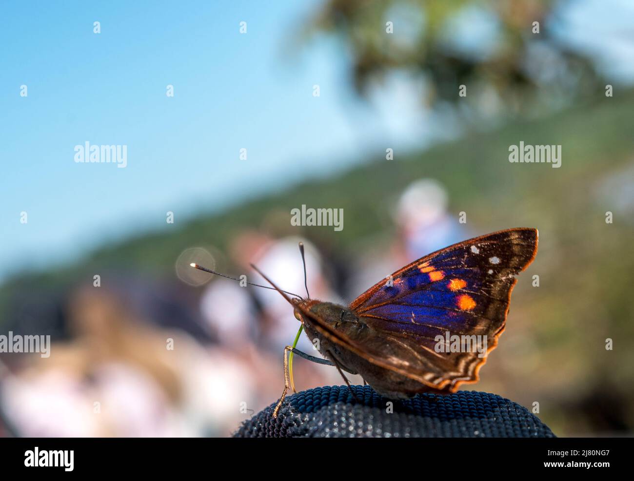 Doxocopa agathina Schmetterling bei iguazu Fällen Stockfoto