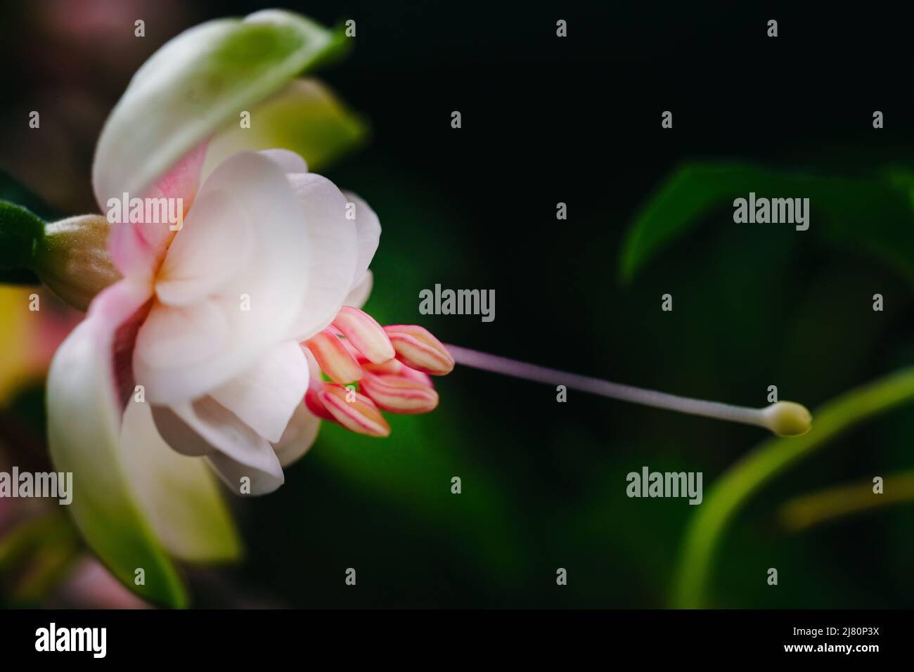 Nahaufnahme der sanften rosa Fuchsie-Blume mit grünem Blumenhintergrund Stockfoto