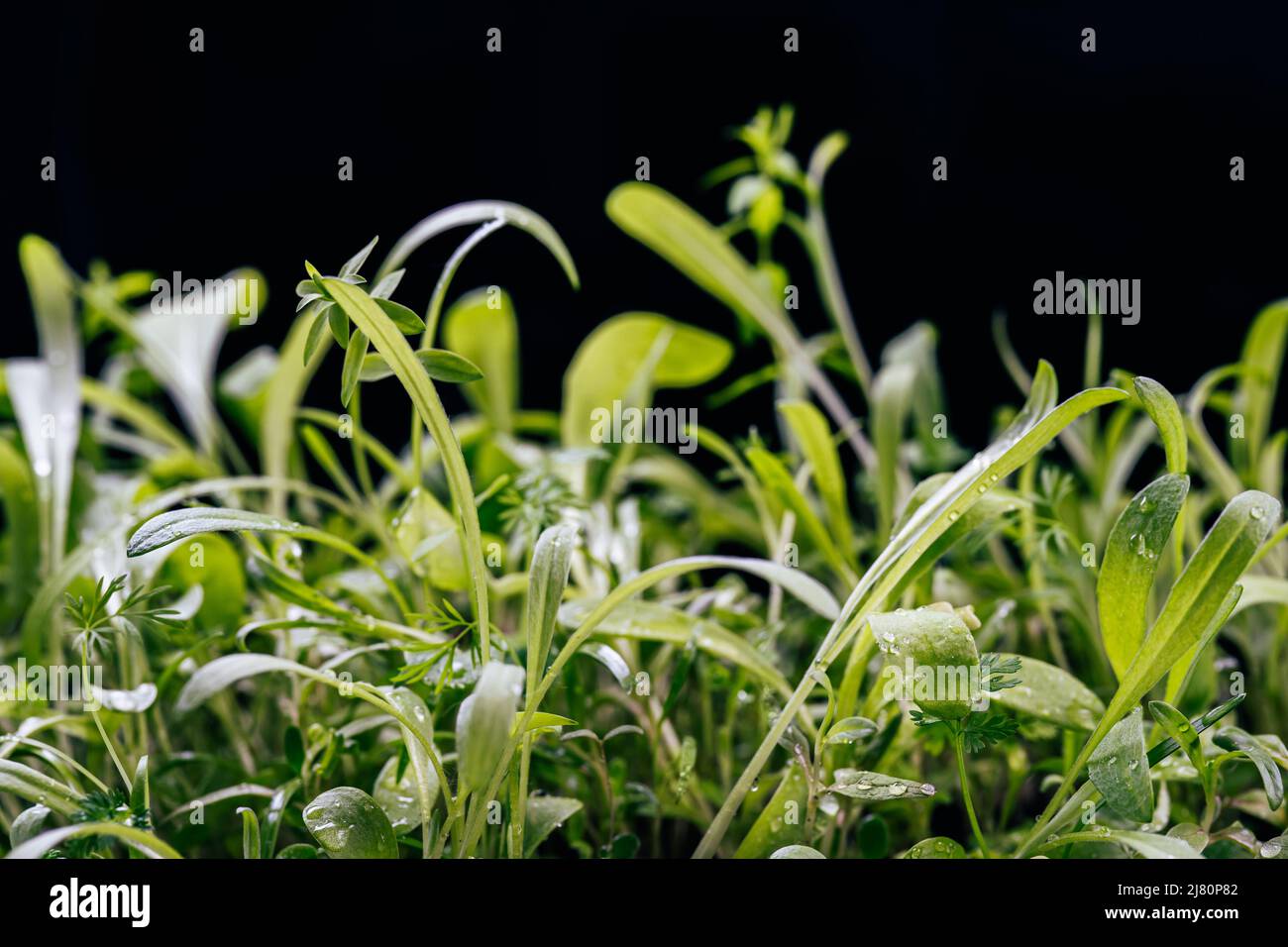 Grüne Sommerblume Gras auf schwarzem Hintergrund. Naturkonzept Stockfoto