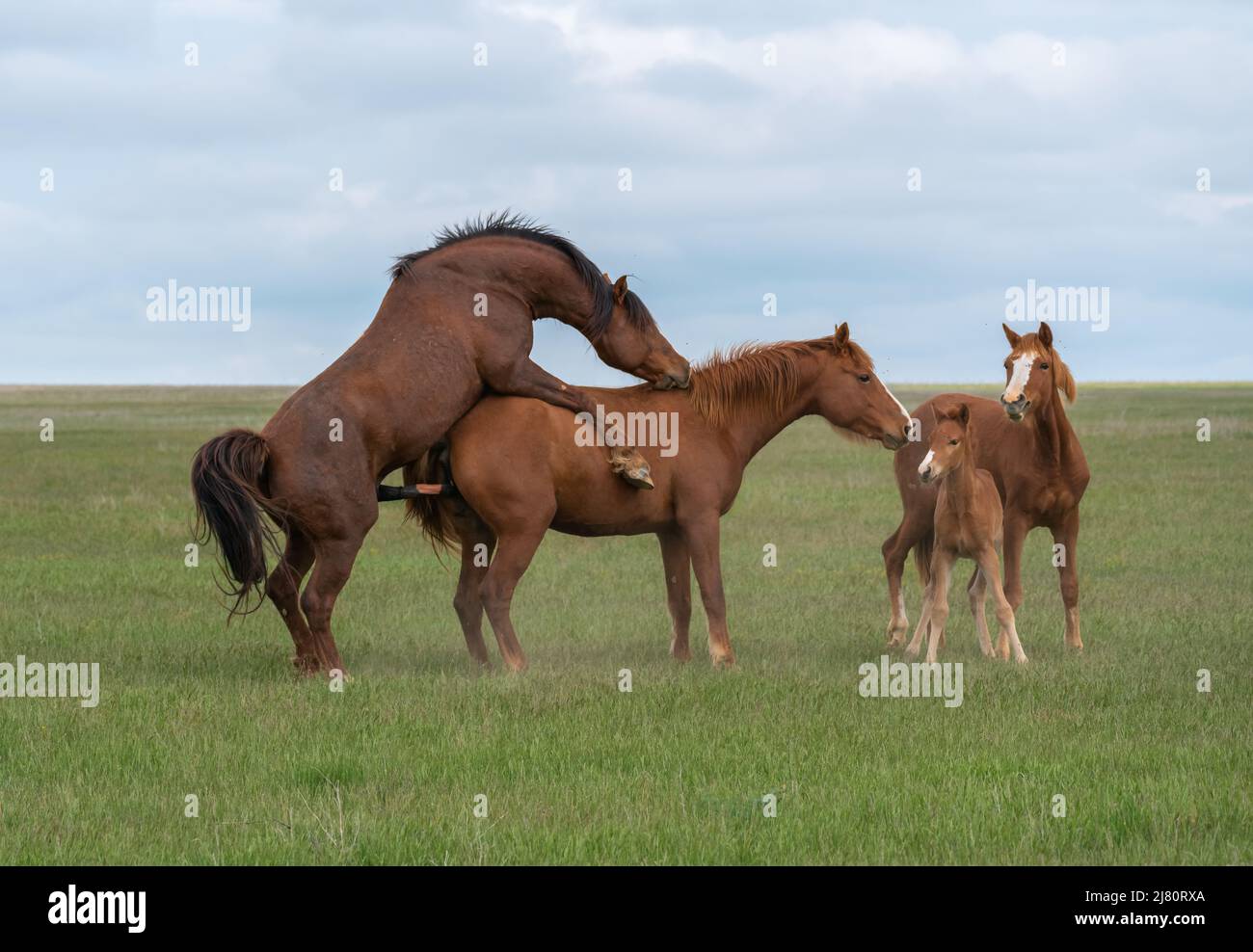 Paarung eines Pferdepaares auf einer grünen Wiese in Anwesenheit von Fohlen Stockfoto