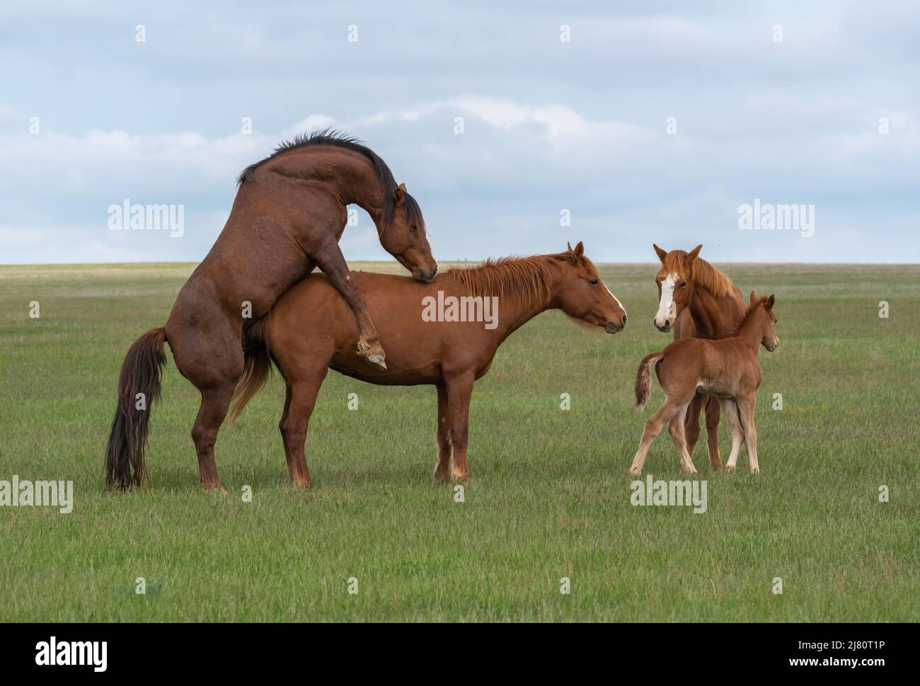 Paarung eines Pferdepaares auf einer grünen Wiese in Anwesenheit von Fohlen Stockfoto