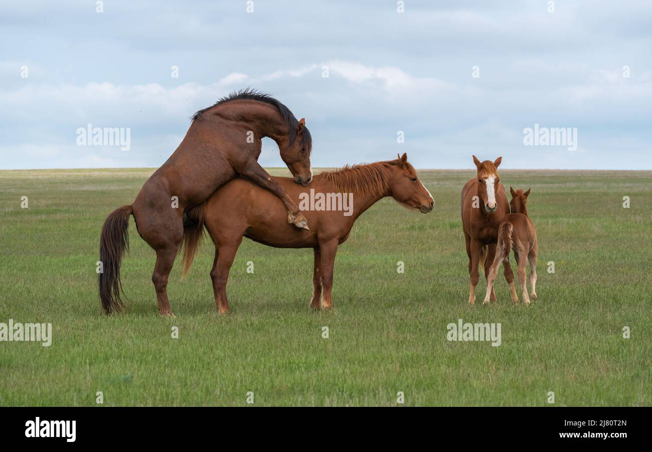 Paarung eines Pferdepaares auf einer grünen Wiese in Anwesenheit von Fohlen Stockfoto