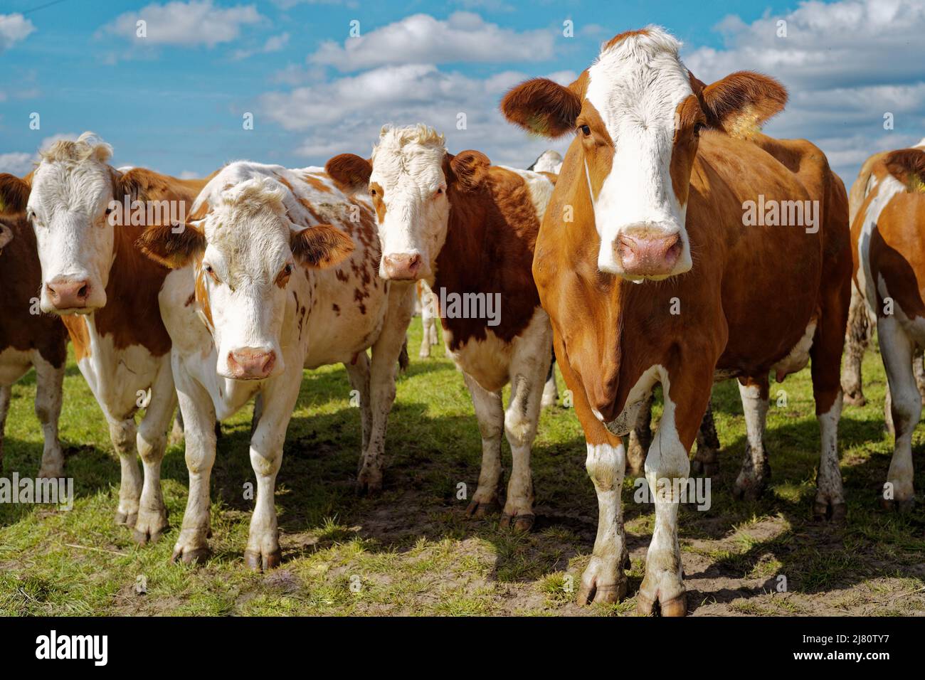 Nahaufnahme einer Herde Kühe, die auf einem Feld stehen, Ostfriesland, Niedersachsen, Deutschland Stockfoto