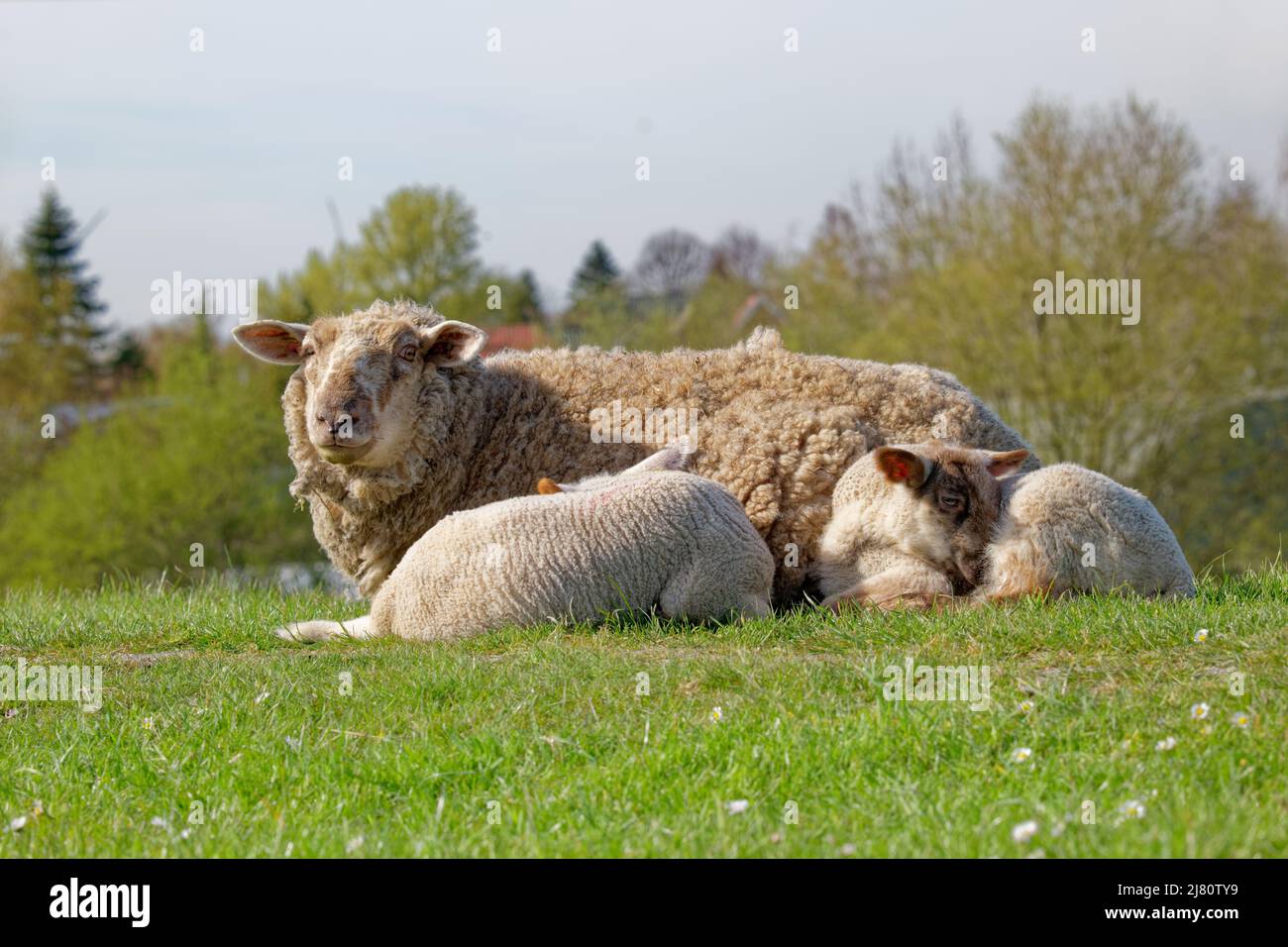 Mutterschafe liegt auf einem Feld mit ihren zwei Lämmern, Ostfriesland, Niedersachsen, Deutschland Stockfoto