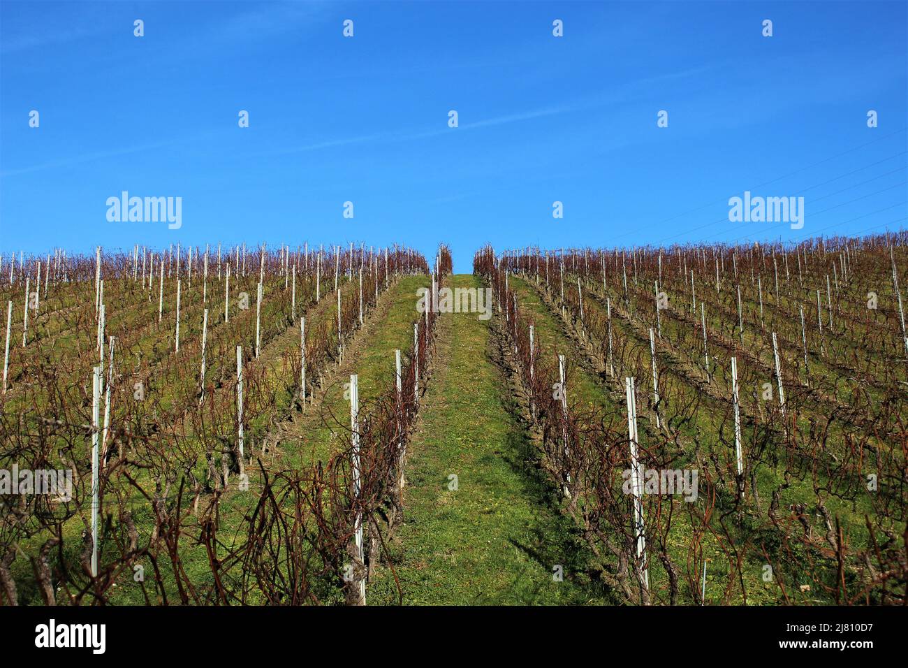 Weinbergshorizont im Winter an einem sonnigen Tag (Morges, Schweiz) reiht sich die Rebsorte im Winter an einem klaren Tag. Stockfoto