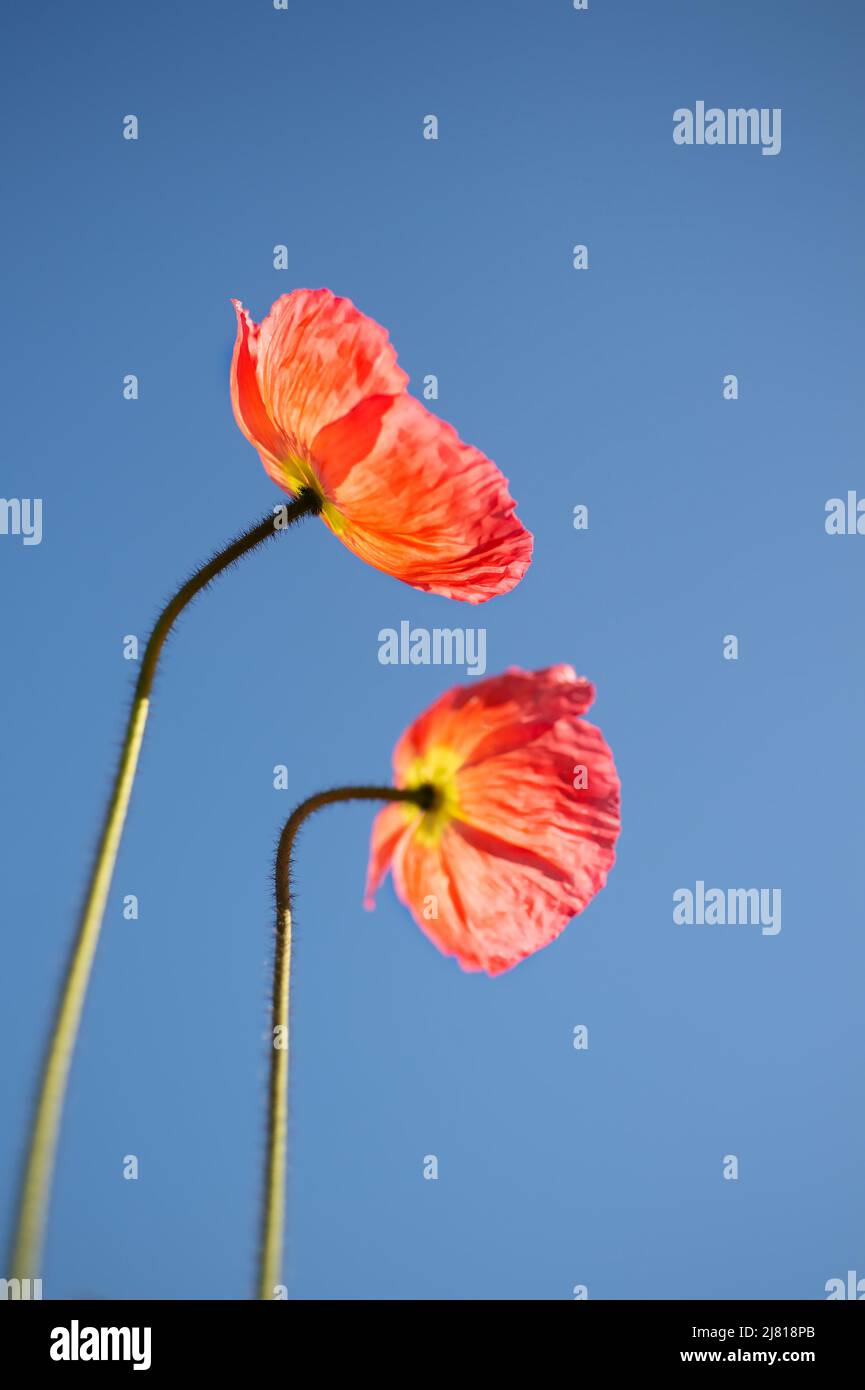 Island Mohnblumen und blauer Himmel. Kurzlebige Blumen, die sich in der Sonne sonnen. Erinnerungsblume. Positive Einstellung im Leben haben. Stockfoto