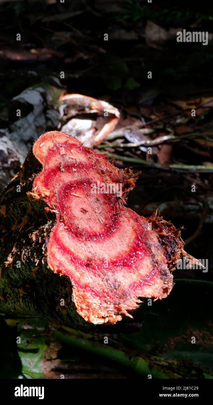 Holzkoffer mit rotem Farbring Stockfoto