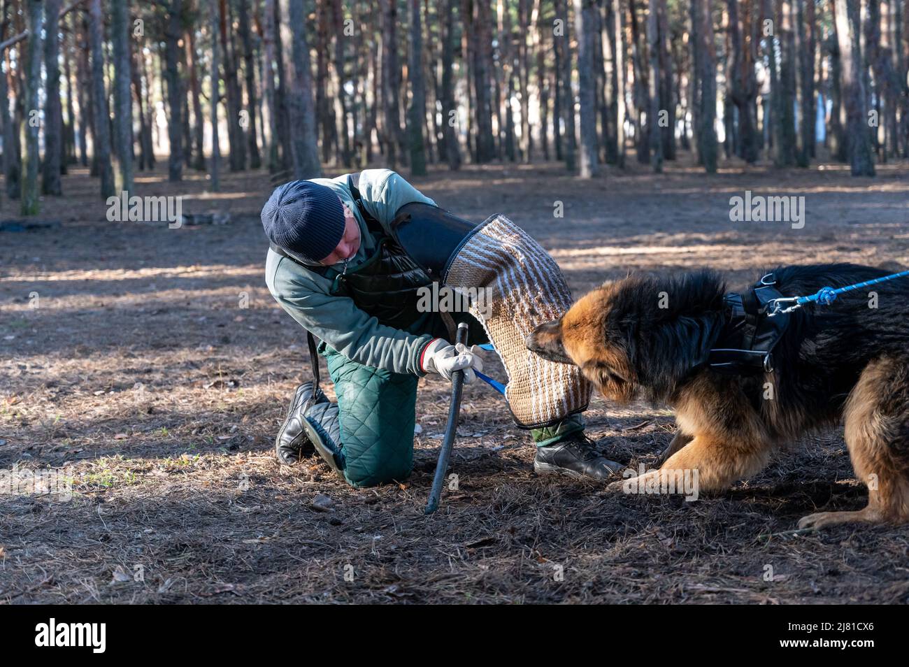 Der Instruktor trainiert den Hund für Patrouille und Wachdienst. Ein Mann, der auf einem Knie steht, zieht dem Tier eine Bisshülse aus dem Mund. Arbeitshunde. Serie Stockfoto