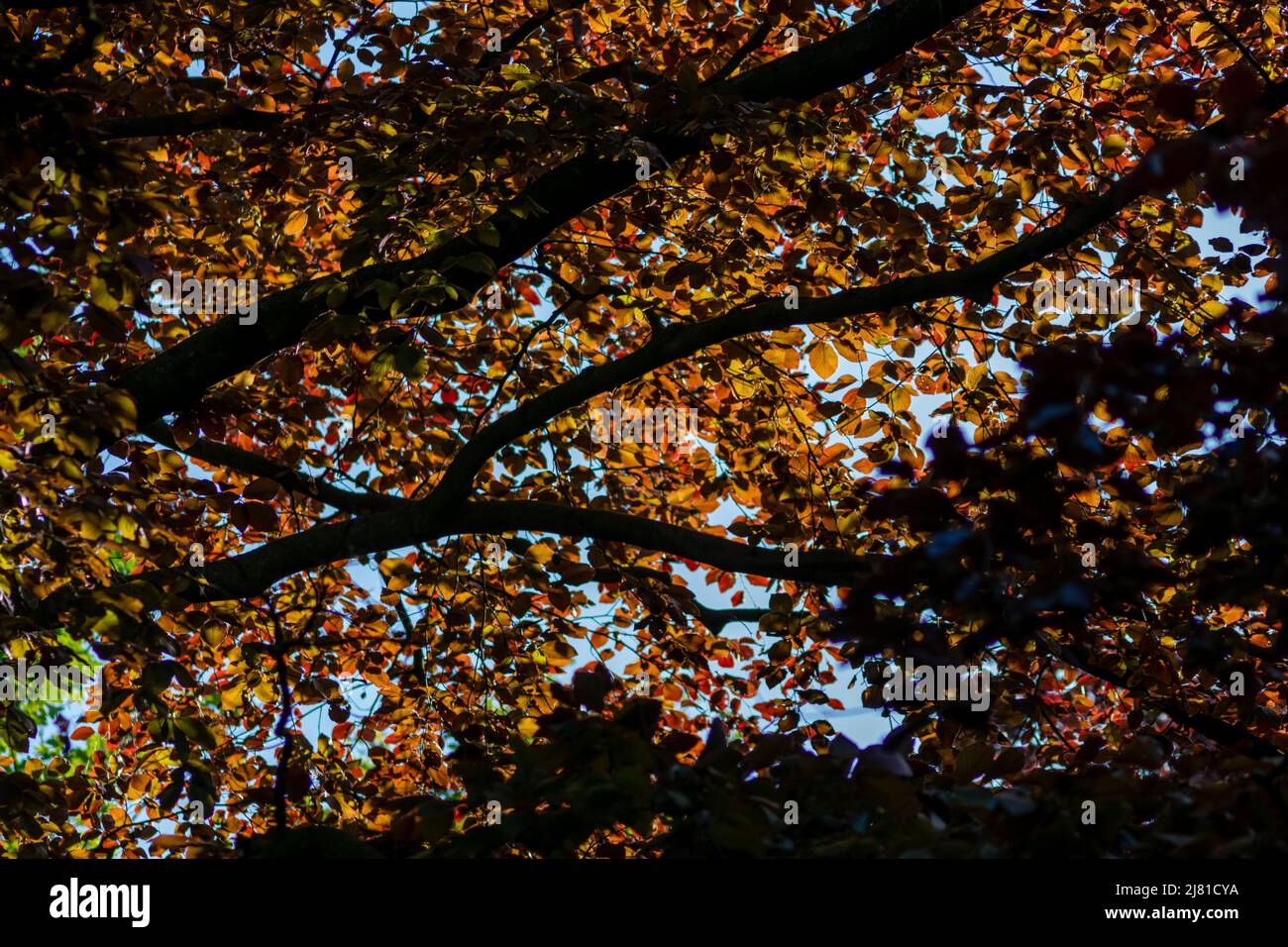 Bunte Blätter einer Kupferbuche im Herbst und Herbst leuchten hell im Gegenlicht und zeigen ihre Blattadern im Sonnenlicht mit Orange und Rot Stockfoto
