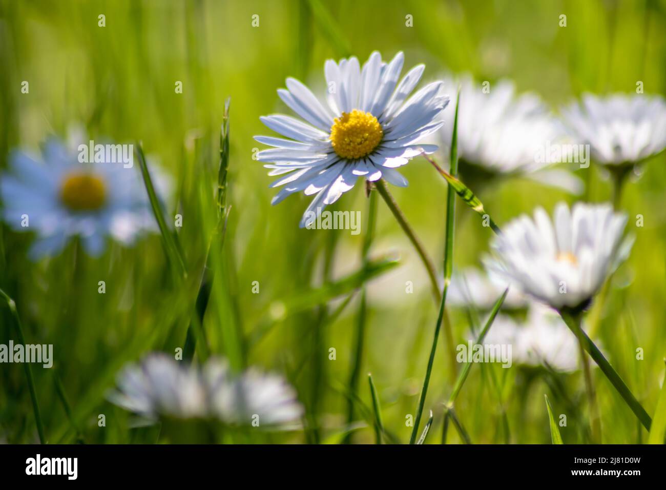 Ein Haufen schöner Gänseblümchen mit fliegendem Insekt in einem idyllischen Garten mit grünem Gras und einem verschwommenen Hintergrund zeigt den Garten lieben Stadtpark Stockfoto