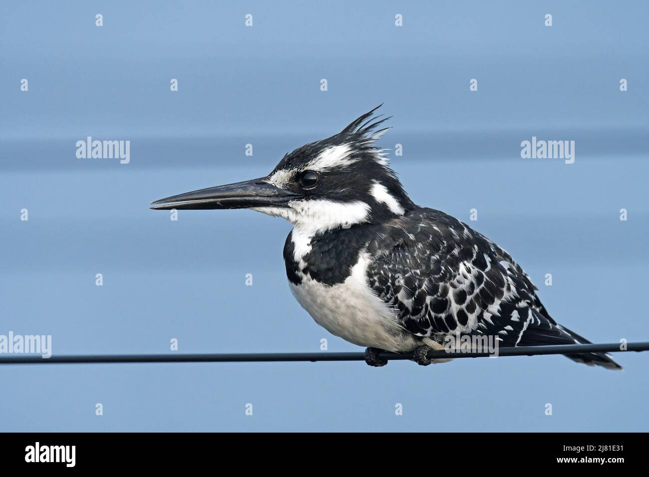 Pied Kingfisher Ceryle rudis Stockfoto