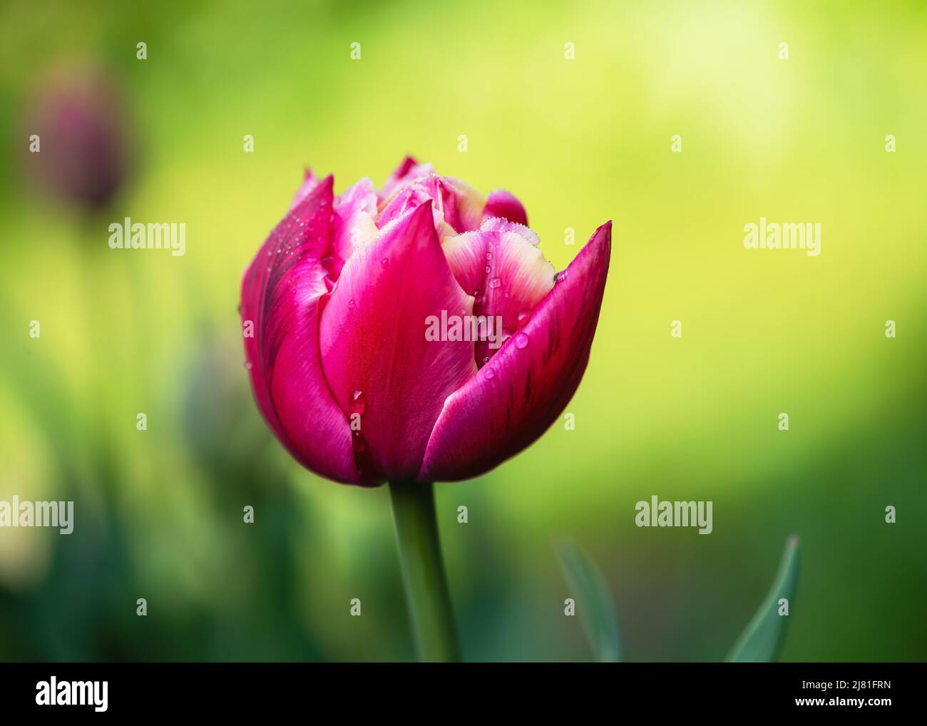 Weicher Fokus von dunkelrosa und weißen Doppeltulip mit Wassertau Tropfen im Frühlingsgarten mit verschwommenem Hintergrund. Stockfoto
