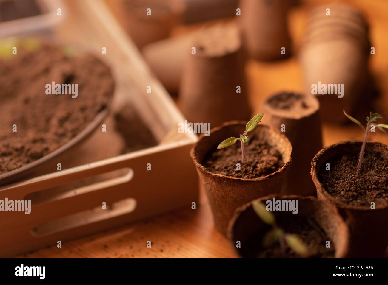 Junge frische Setzlinge wachsen in biologisch abbaubaren Topf, Home Gartenarbeit. Stockfoto