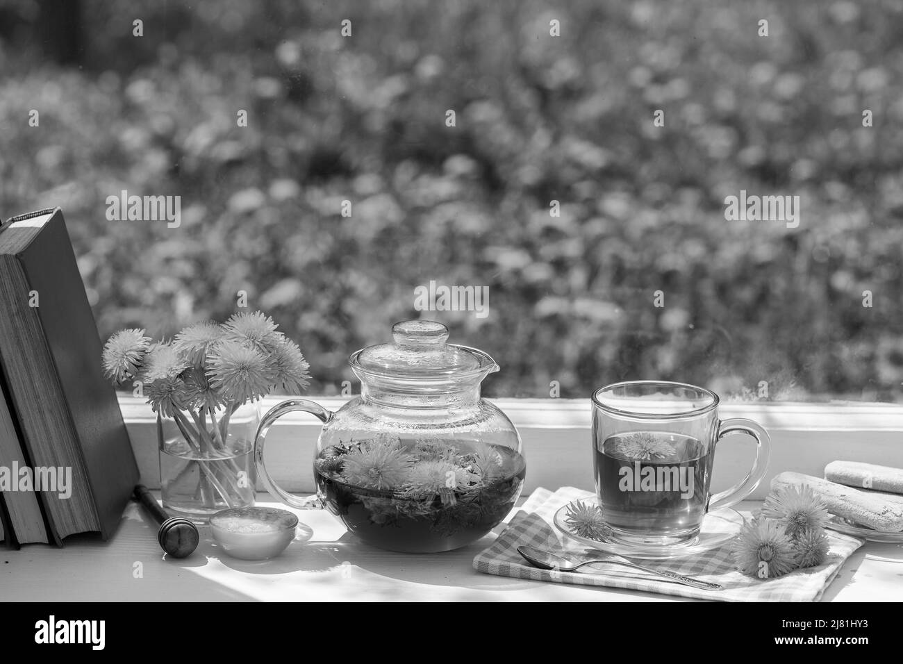 Köstlicher Kräutertee aus frischen Dandelionblüten mit Honig auf der Fensterbank zu Hause am Sommertag in der Nähe von Garten, Nahaufnahme, schwarz-weiß. Heißer dande Stockfoto