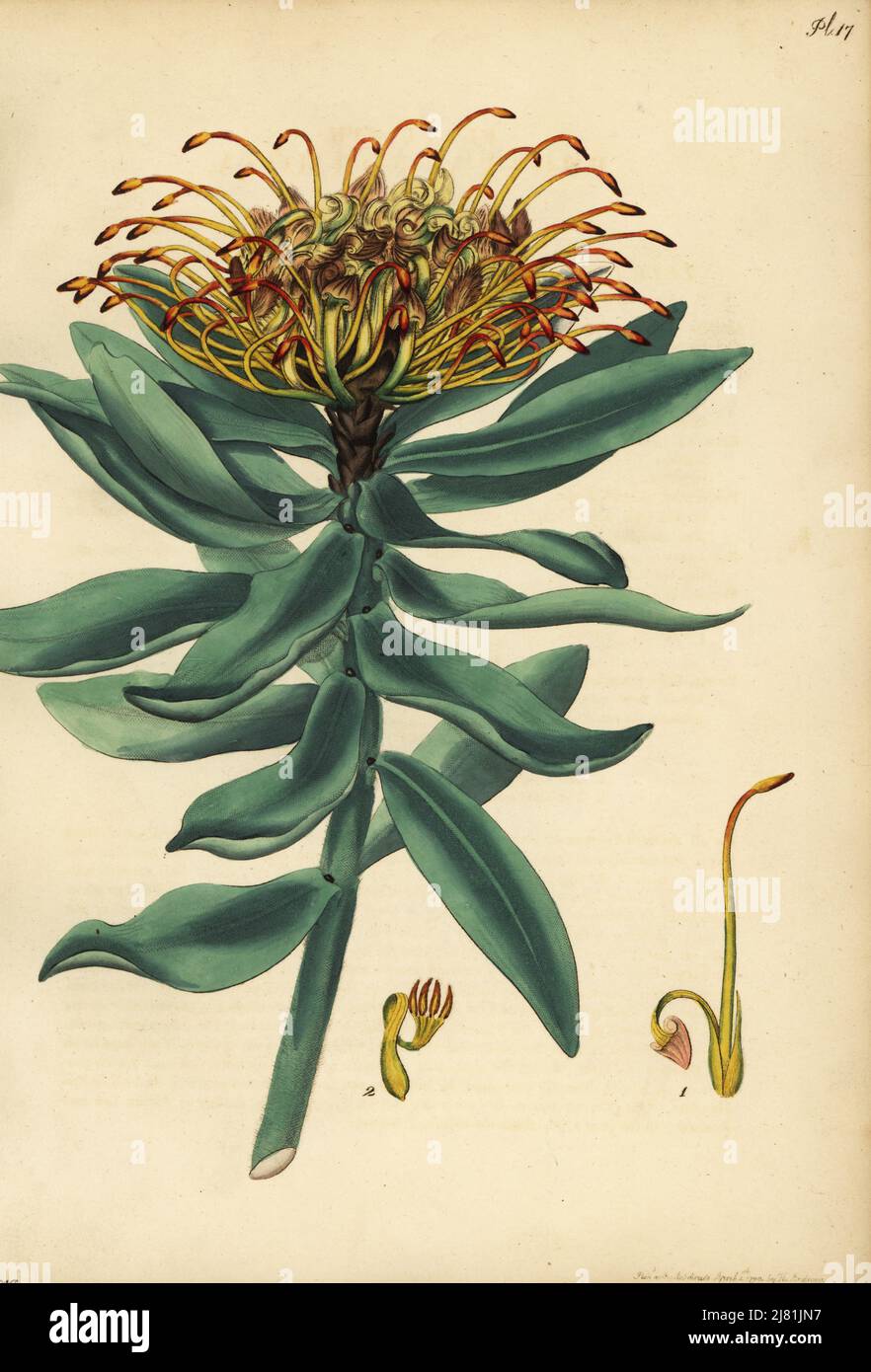 Seidenhaarige Nadelkissen, Leucospermum vestitum. Coronet protea, Protea formosa. Kupferstich gezeichnet, gestochen und handkoloriert von Henry Andrews aus seinem Botanischen Register, Band 1, veröffentlicht 1799 in London. Stockfoto