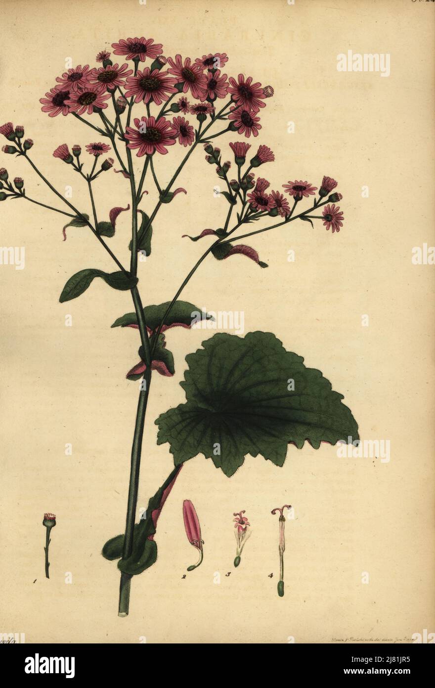 Pericallis cruenta, Kanarische Inseln. Zweiblättrige Zineraria, Cineraria aurita. Kupferstich gezeichnet, gestochen und handkoloriert von Henry Andrews aus seinem Botanischen Register, Band 1, veröffentlicht 1799 in London. Stockfoto