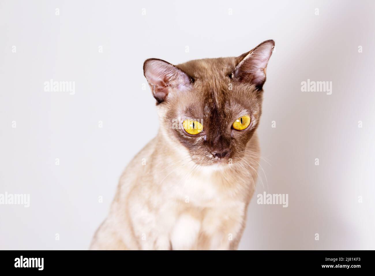 Birmanische Katze mit gelben Augen. Nahaufnahme im Hochformat. Stockfoto