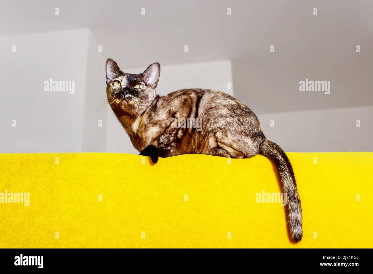 Birmanische Katze sitzt hoch auf dem gelben Sofa. Stockfoto