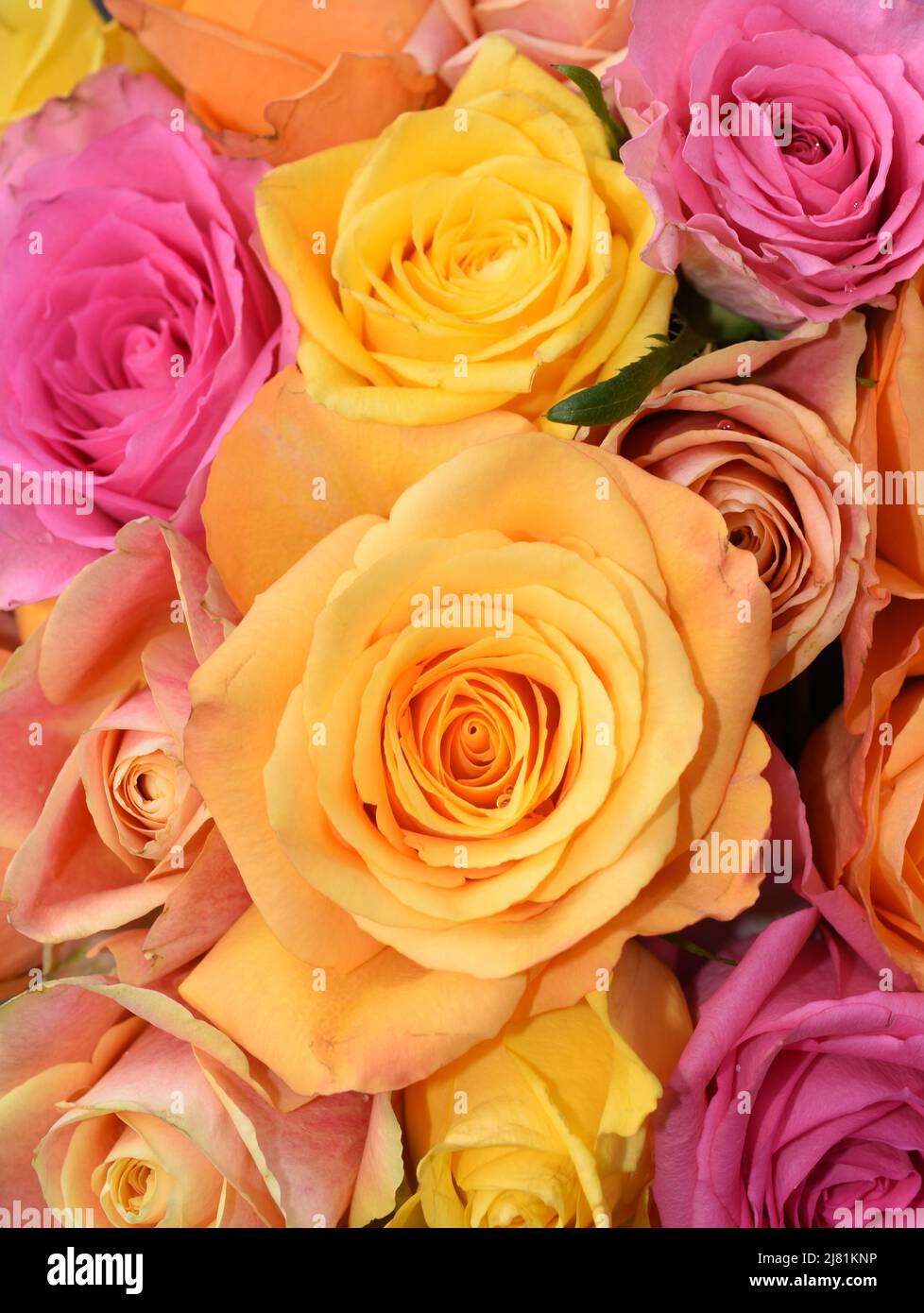 Nahaufnahme eines Straußes von Rosen in gelb-orangen und rosa Farben Stockfoto