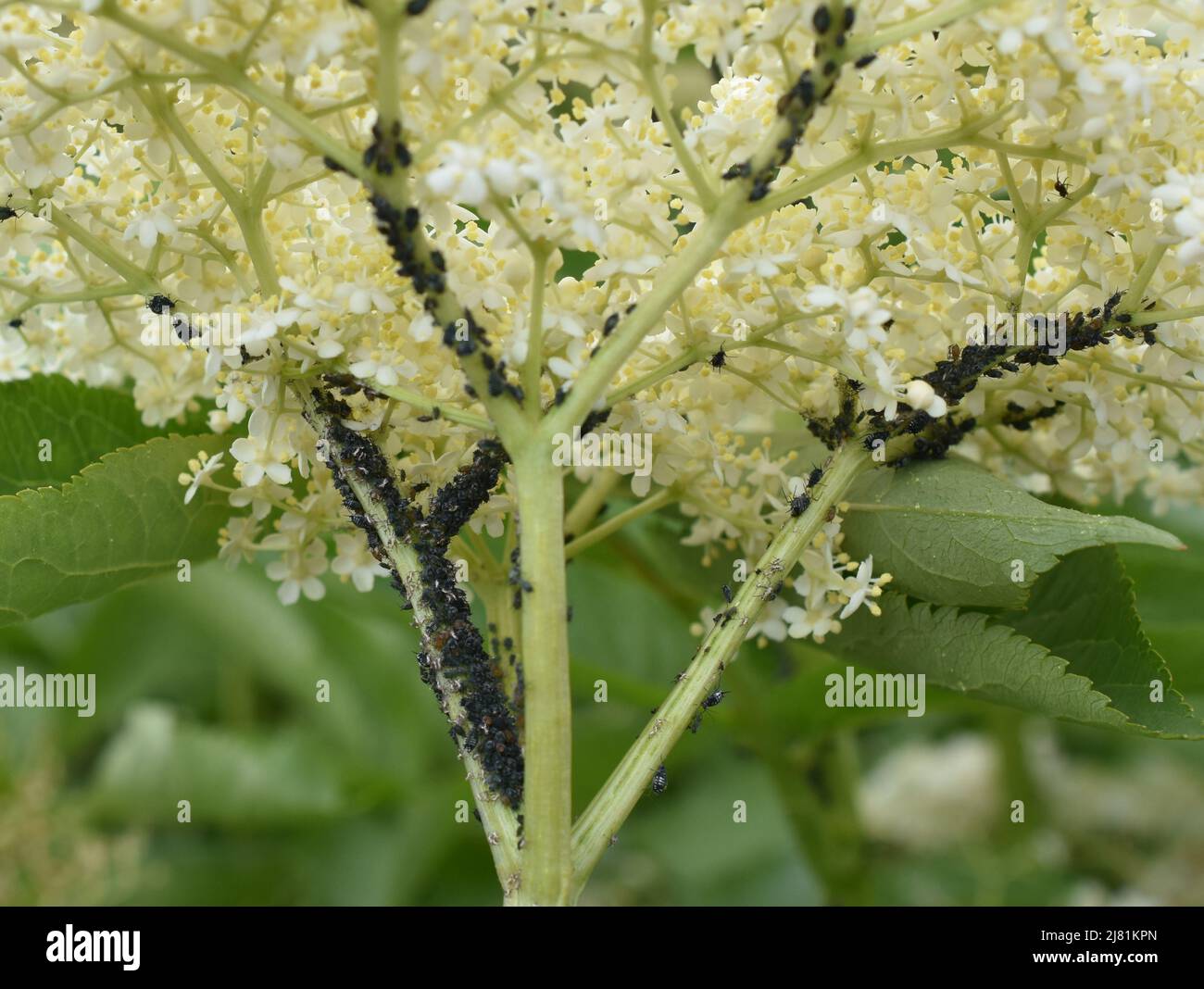 Blattläuse mit schwarzen Bohnenaphis fabae auf befallenen Holunderblüten Stockfoto