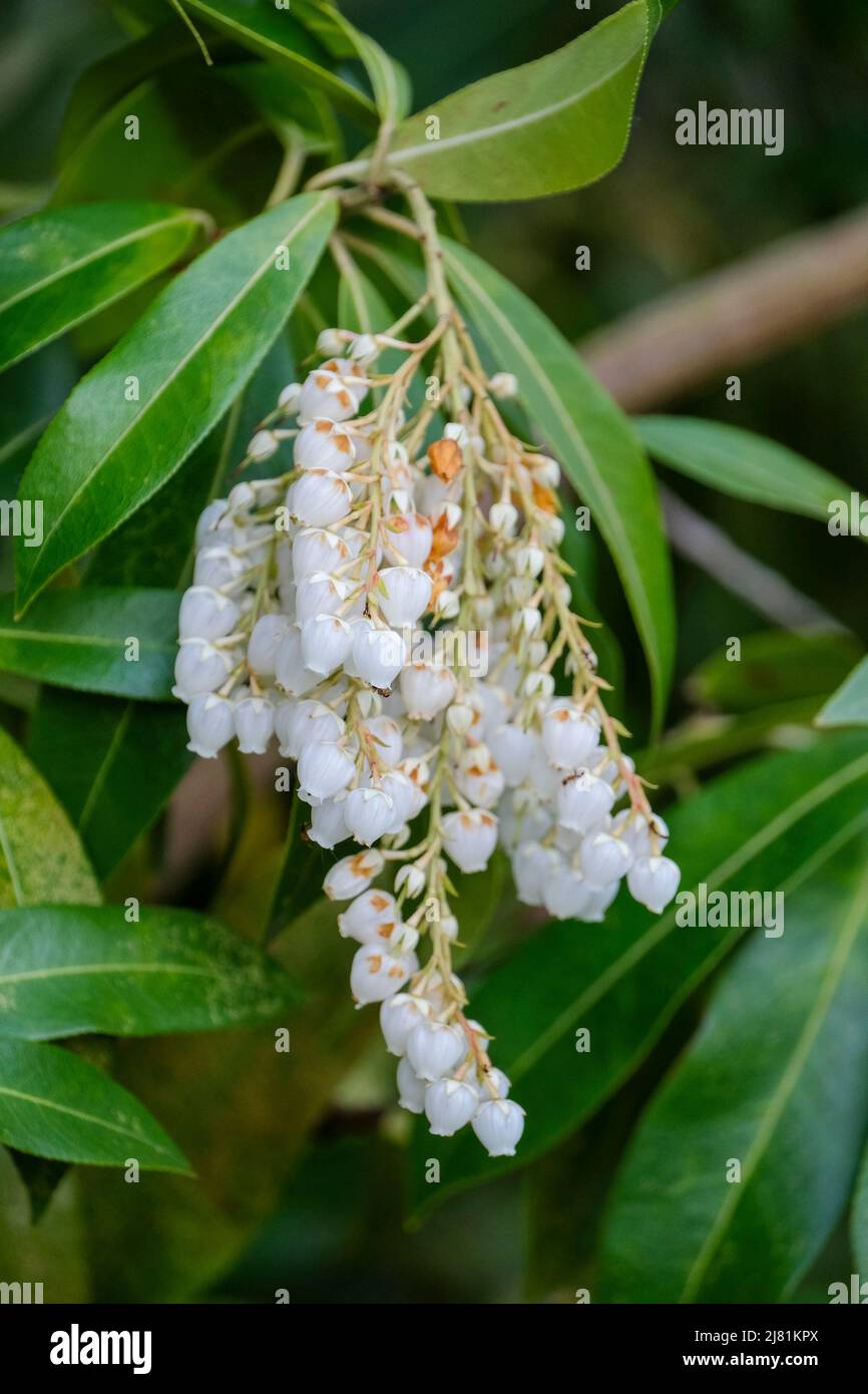 Pieris formosa var. forrestii ‘Wakehurst’, Himalaya Pieris, Andromeda oder Maiglöckchen Strauch Stockfoto