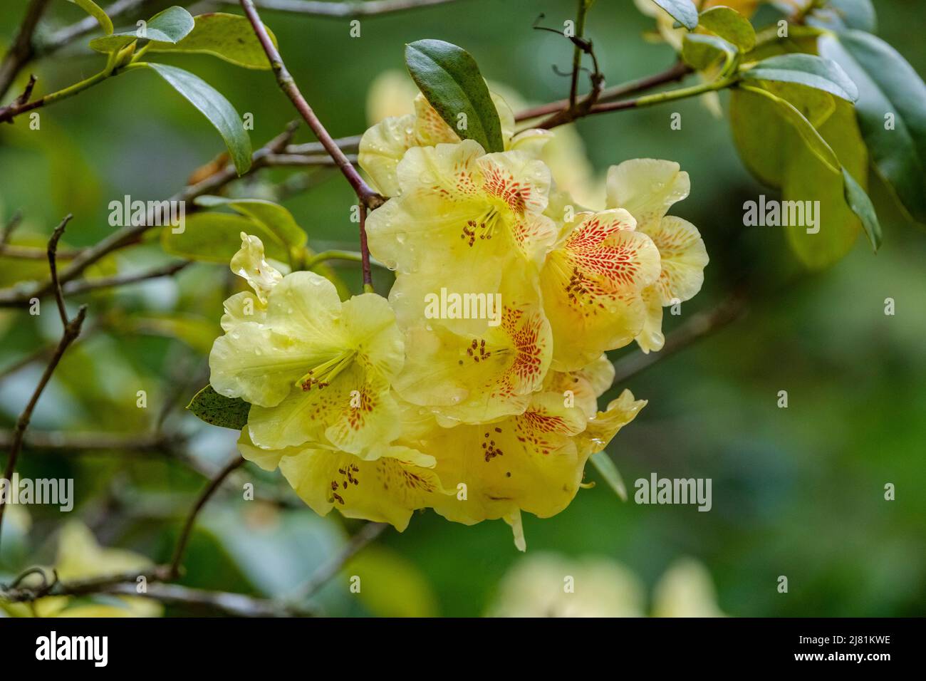 Rhododendron „Golden Wit“. Gelbe Blüten mit roten Akzenten Stockfoto